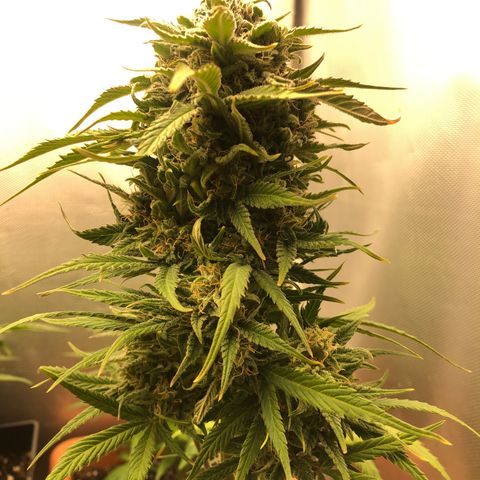 Gina growlog timeline photo