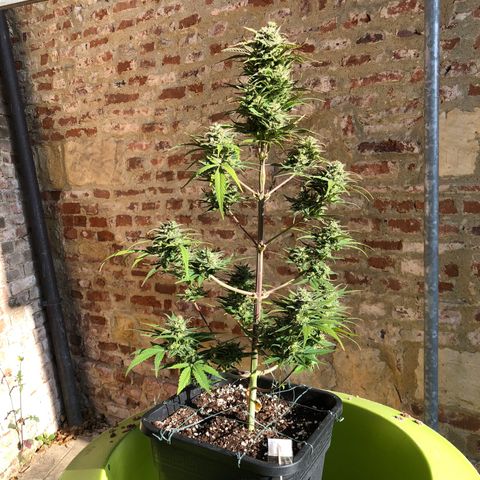 Gina growlog timeline photo