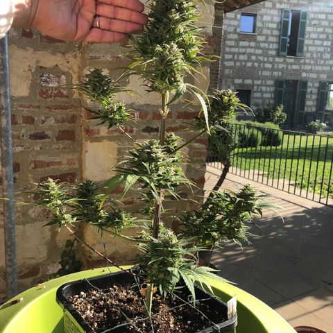 Gina growlog timeline photo