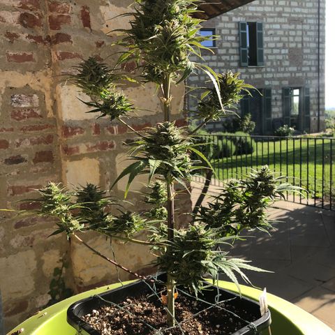 Gina growlog timeline photo
