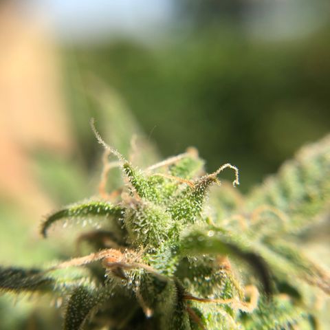 Gina growlog timeline photo