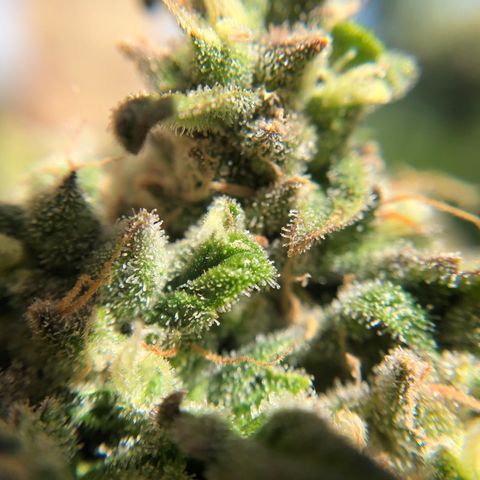 Gina growlog timeline photo