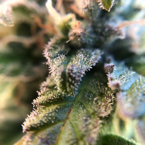 Gina growlog timeline photo