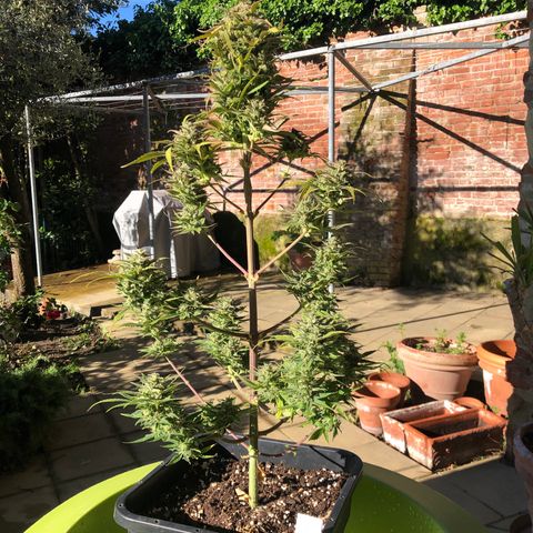 Gina growlog timeline photo