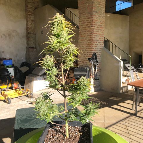 Gina growlog timeline photo