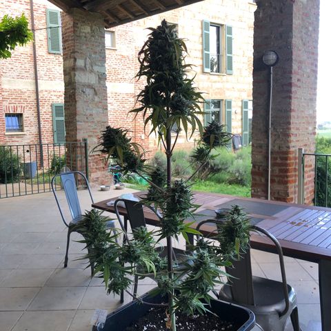 Gina growlog timeline photo