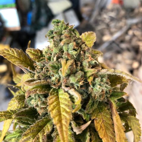 Gina growlog timeline photo
