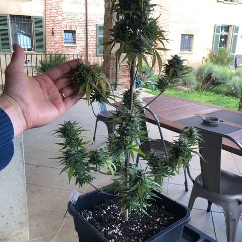 Gina growlog timeline photo