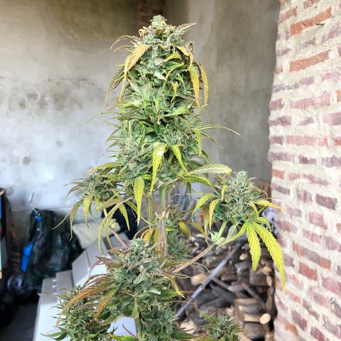 Gina growlog timeline photo
