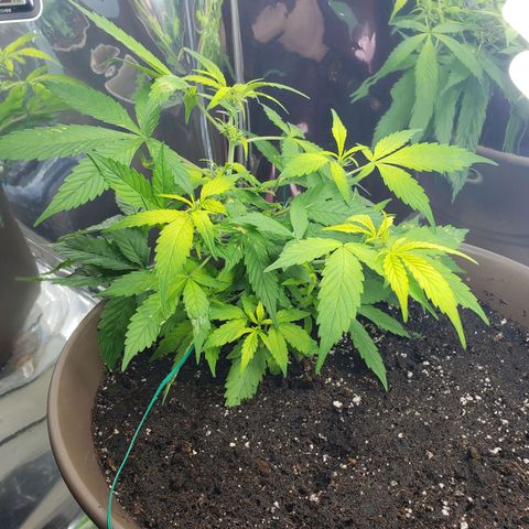 Auto Banana Kush growlog timeline photo