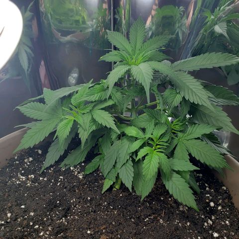 Auto Gelato growlog timeline photo