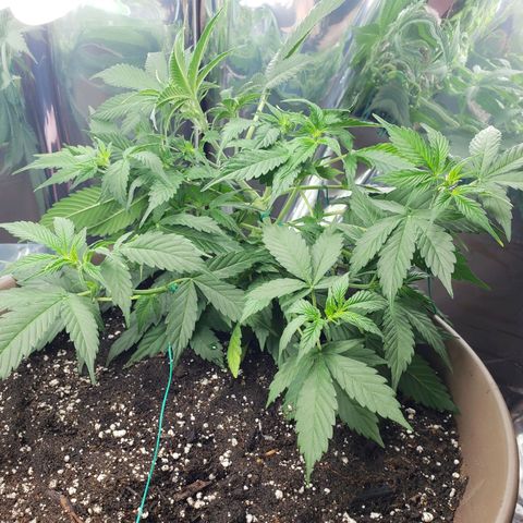 Auto Gelato growlog timeline photo