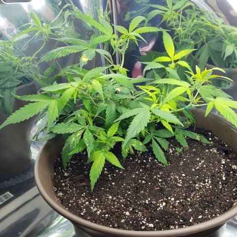 Auto Banana Kush growlog timeline photo