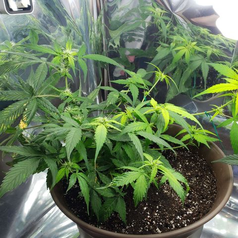 Auto Banana Kush growlog timeline photo