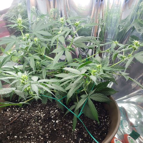 Auto Gelato growlog timeline photo