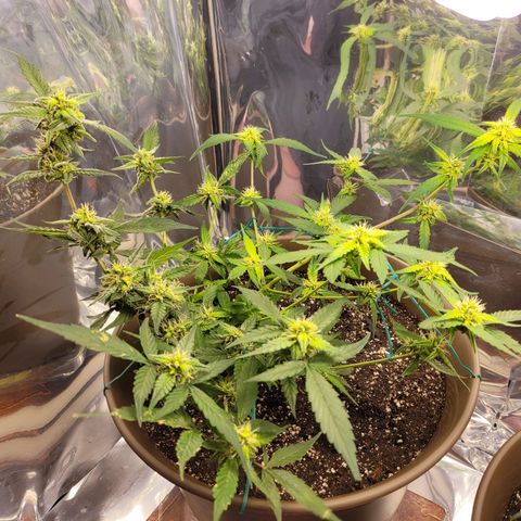 Auto Banana Kush growlog timeline photo