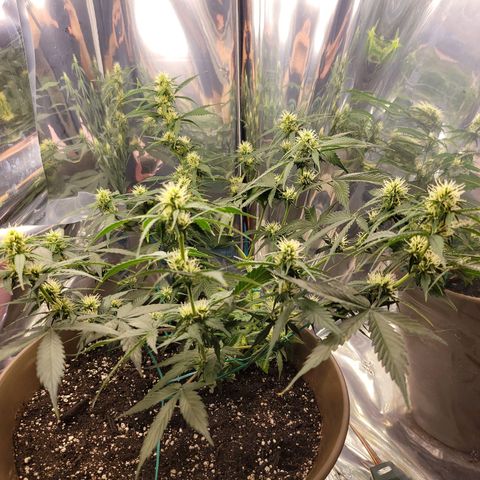 Auto Gelato growlog timeline photo