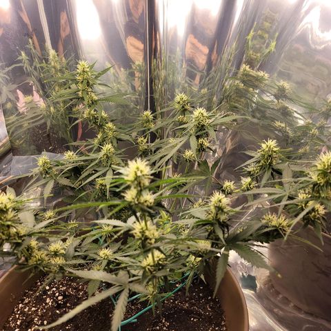 Auto Gelato growlog timeline photo