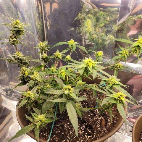 Auto Banana Kush growlog timeline photo
