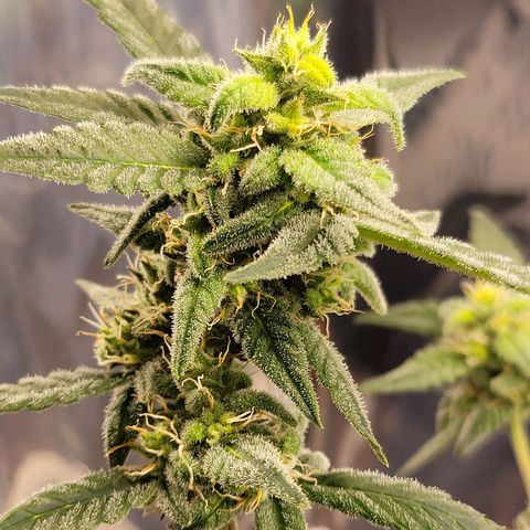 Auto Banana Kush growlog timeline photo