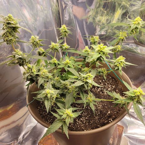 Auto Banana Kush growlog timeline photo