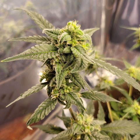 Auto Banana Kush growlog timeline photo