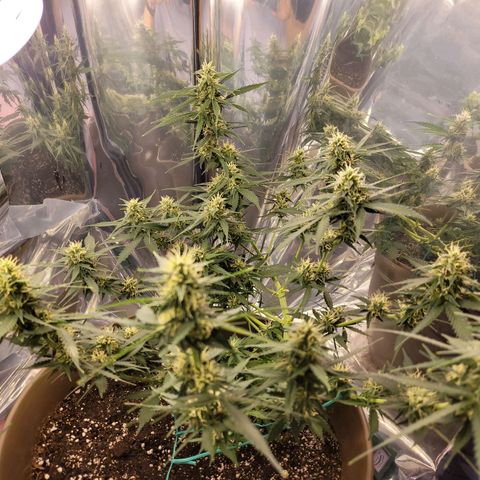 Auto Gelato growlog timeline photo