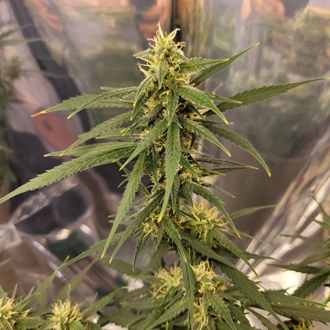 Auto Gelato growlog timeline photo
