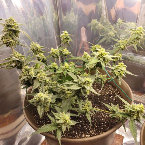 Auto Banana Kush growlog timeline photo