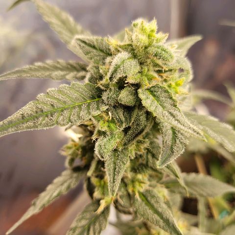 Auto Banana Kush growlog timeline photo