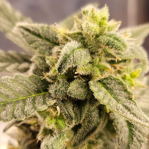Auto Banana Kush growlog timeline photo