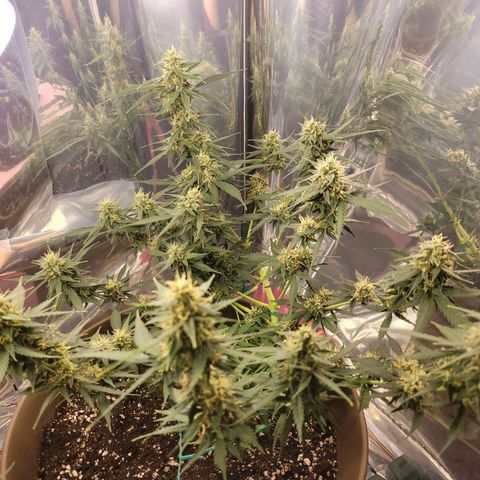 Auto Gelato growlog timeline photo
