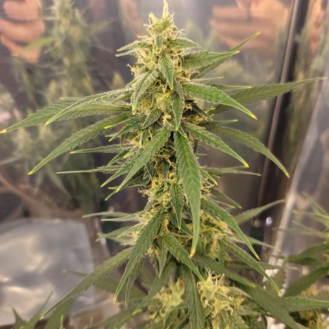 Auto Gelato growlog timeline photo