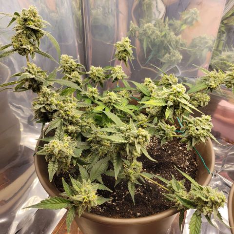 Auto Banana Kush growlog timeline photo
