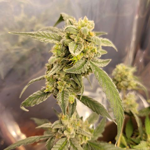 Auto Banana Kush growlog timeline photo