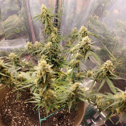 Auto Gelato growlog timeline photo