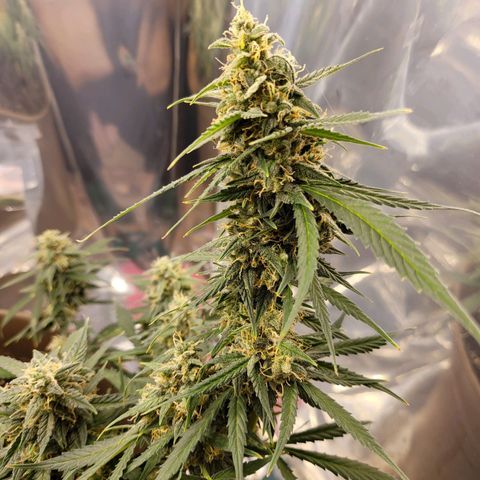 Auto Gelato growlog timeline photo