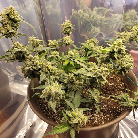 Auto Banana Kush growlog timeline photo