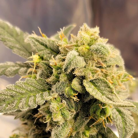 Auto Banana Kush growlog timeline photo