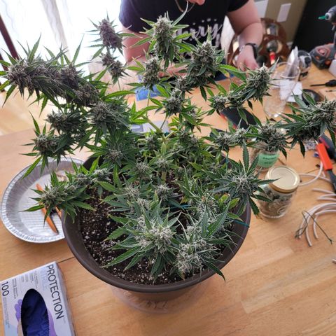 Auto Gelato growlog timeline photo