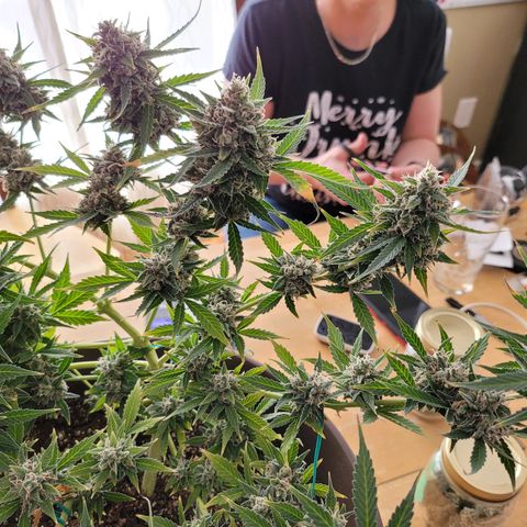 Auto Gelato growlog timeline photo