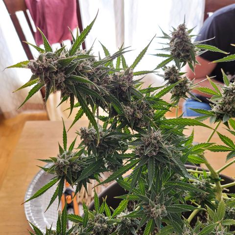 Auto Gelato growlog timeline photo