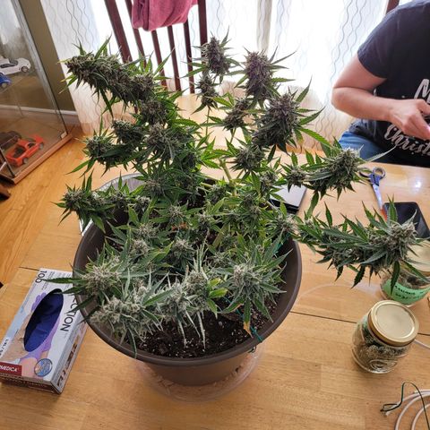 Auto Gelato growlog timeline photo
