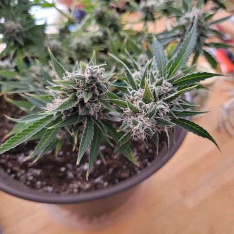 Auto Gelato growlog timeline photo