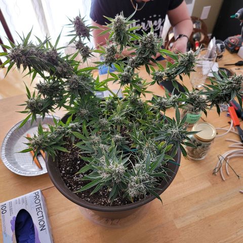 Auto Gelato growlog timeline photo
