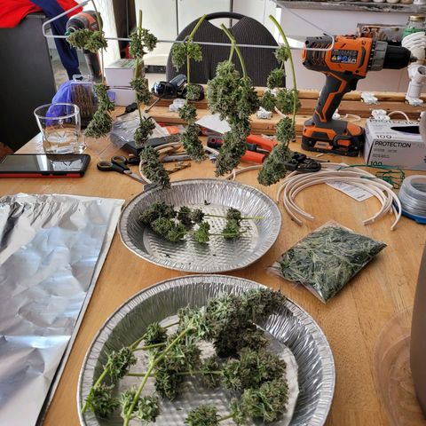 Auto Gelato growlog timeline photo