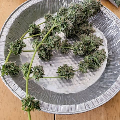 Auto Gelato growlog timeline photo