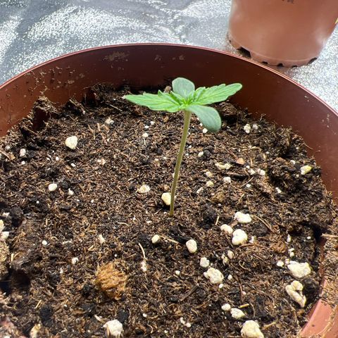 Blue Gelato growlog timeline photo