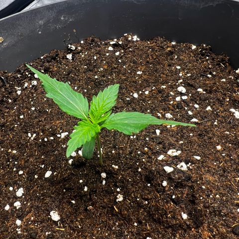 Blue Gelato growlog timeline photo