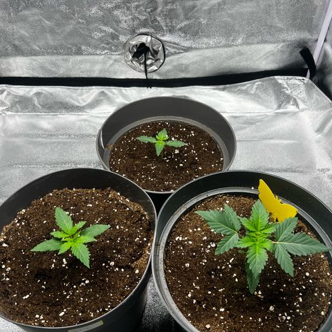 Blue Gelato growlog timeline photo
